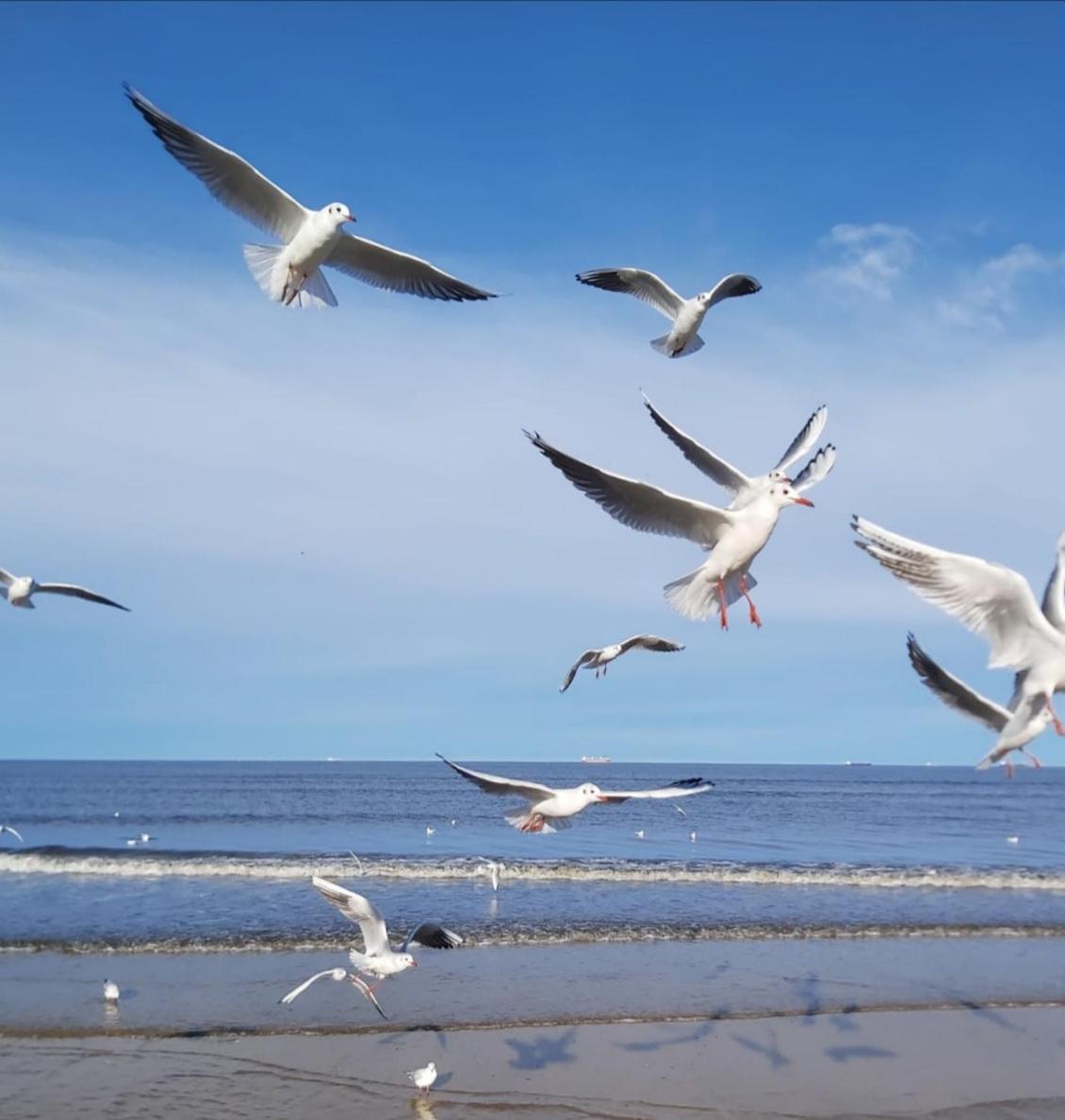 Lange Am Meer Херингсдорф Экстерьер фото